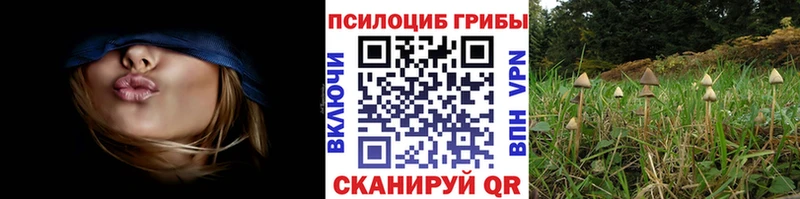 Псилоцибиновые грибы Psilocybe  Купить закладки  Нестеров 